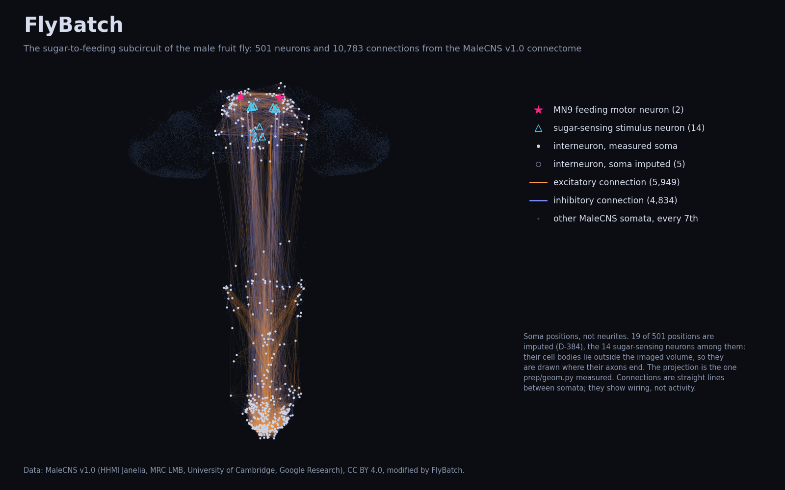 The 501 neurons of the subcircuit at their soma positions in the fly's nervous system, joined by 10,783 connections; the two MN9 feeding motor neurons are stars and the 14 sugar-sensing neurons triangles.